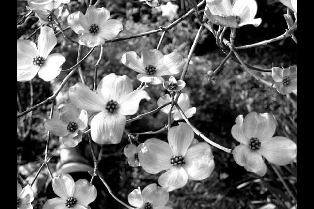 black and white photos of flowers. Black White