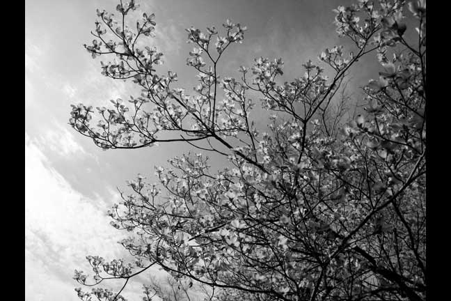 black and white tree photos. Black amp; White